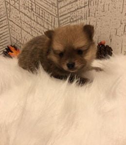 Milo
