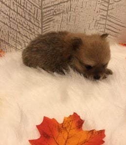 Milo