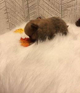 Milo