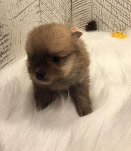 Milo