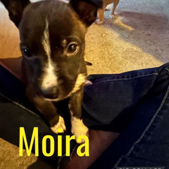 Moira Rose