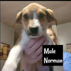 Mountainburg pup/Norman