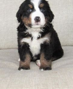 Remi