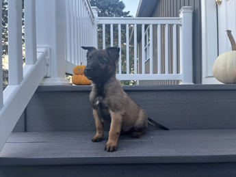 Samson