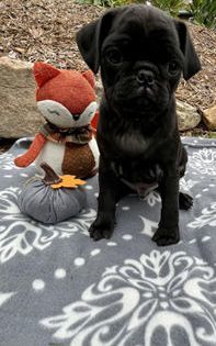 Scout