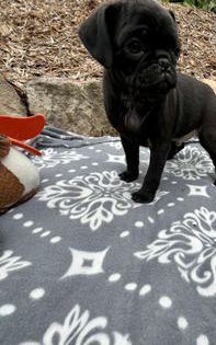 Scout