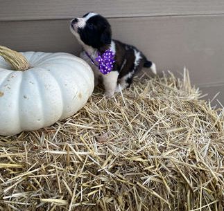 Tiny