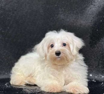 Tucker