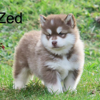 Zed