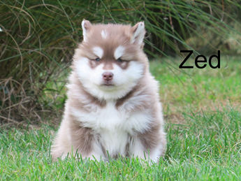 Zed