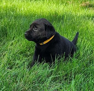 Bella