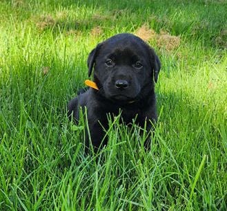 Bella