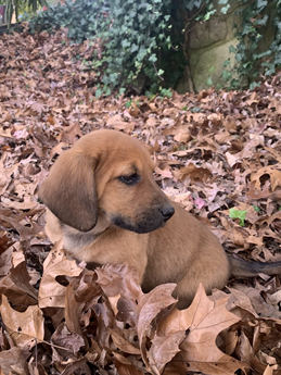 Cinnamon