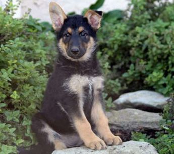 Delilah