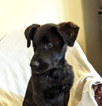 Golden Shepherd - Puppy Area