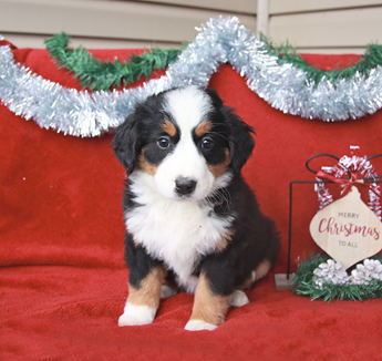 Holly