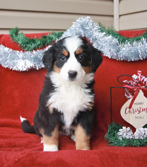 Holly