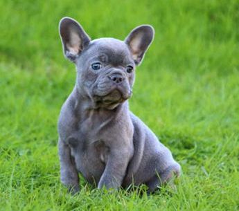 Indigo