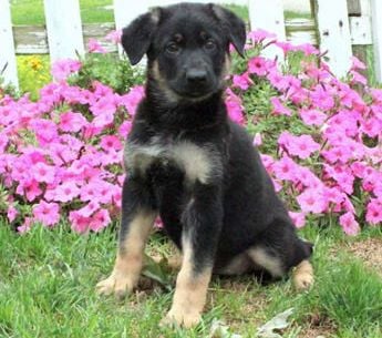 Samantha
