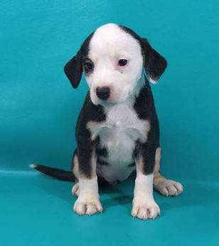 Victoria - Puppy Area