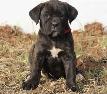 Baylor