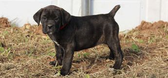 Baylor