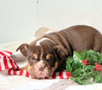 Candy Cane