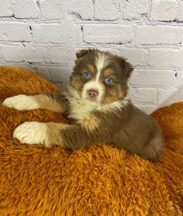 Finn