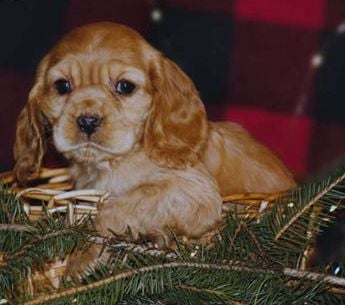 Holly