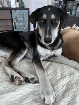 Iris Mae - Puppy Area