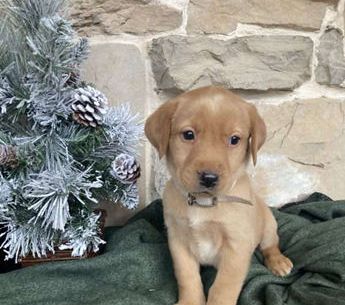 Remi