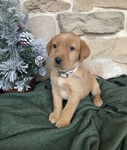 Remi