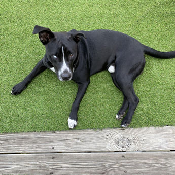 Sammy Davis Jr. - Puppy Area