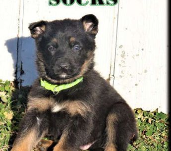 Socks