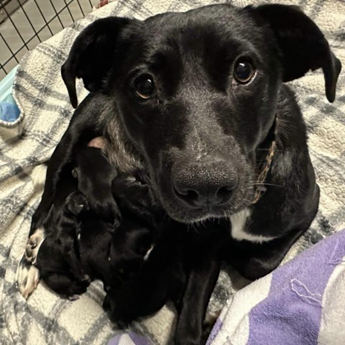 Puddin - Puppy Area
