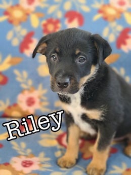 Riley