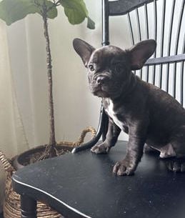 Rosco