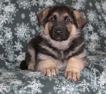 Stella