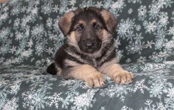 Stella