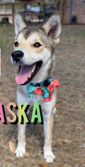 Alaska Sora Mini Husky Beauty