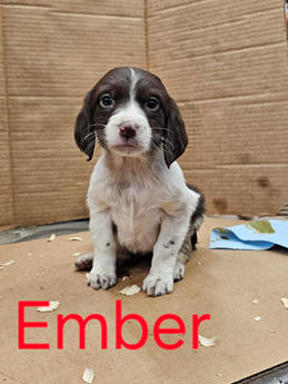 Ember