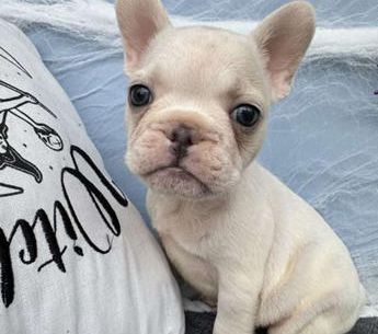 Fred