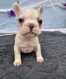 Fred