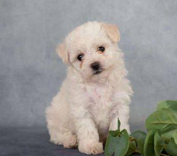 Nellie