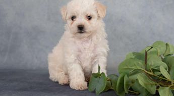 Nellie