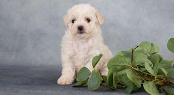 Nellie