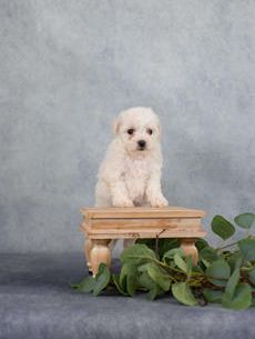 Nellie