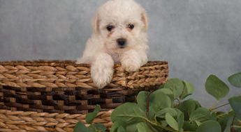 Nellie