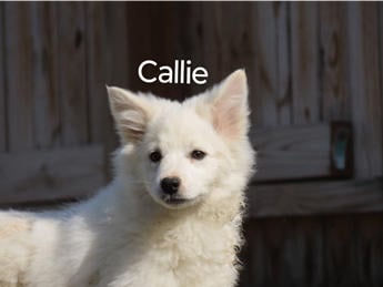Callie
