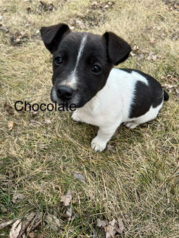Chocolate